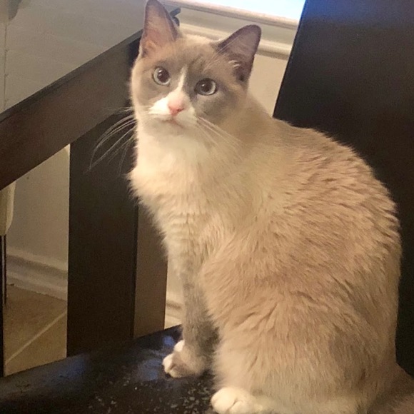 Meet your Posher, Stela - Picture 1 of 1